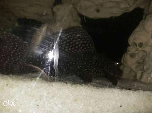 Black Succermouth Cat Fish