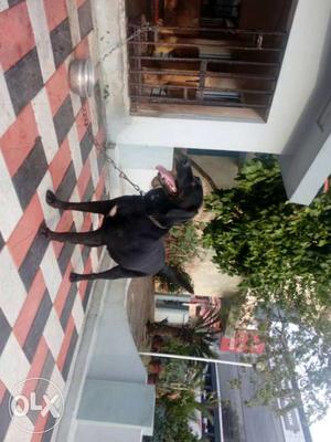 Black female 2.5 year old Labrador for sale