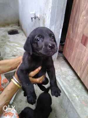 Black female Labrador puppy only 