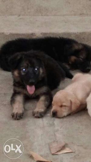 Black- n tan German Shepherd Puppies And Labrador Retriever