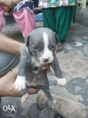 Blue And White American Bully Puppy