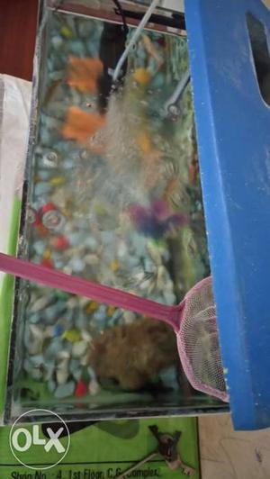 Blue Plastic Framed Fish Tank