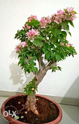 Boganweliya bonsai very good condition