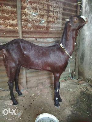 Brown Ajmeri goat for sell