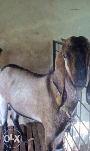Brown And Black Anglo Nubian Goat