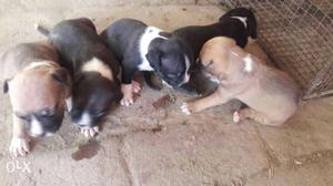 Brown And White pitbull Litter