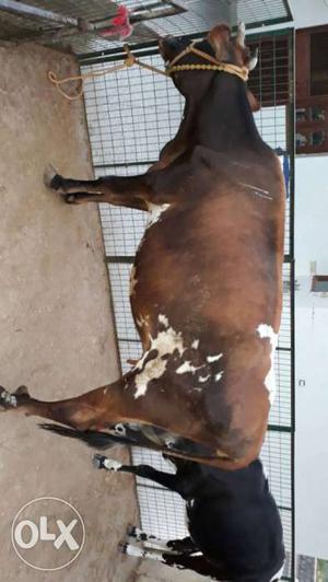 Brown Cow In Faridabad (New Township)