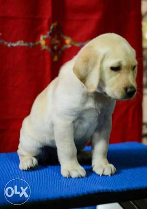 Champion blood line lab male puppies r ready to
