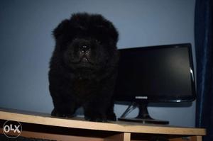 Chow chow black male