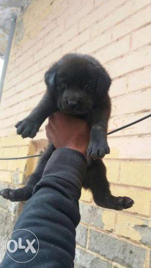 Cute Labrador pups available at DOG-W petshop, 1.