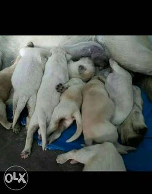 Cute and pure Labrador puppies available female