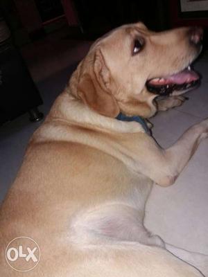 DOG for MATING... Original Breed 2.5 year old..