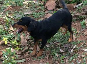Dash female one year old dog for sale one and