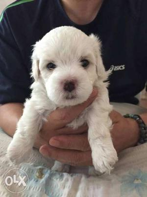 Dog(Maltese(maltese+poodle)-small size puppies)