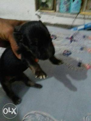 Double coated Import line Female german shephard