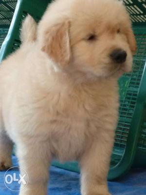 Exquisite Golden retriver male and female pups avlb in