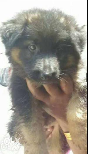 Female German shephed puppy 40days old Mob, 9,