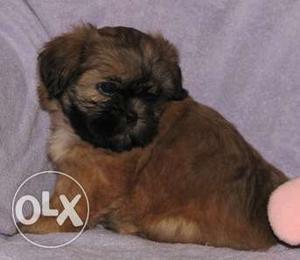 Female puppy Lhasa apso available