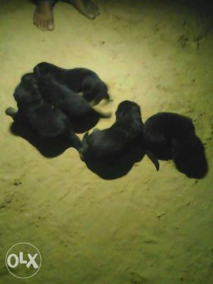 Five Short Coated Black Puppies