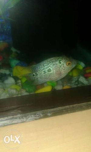 Flower horn fish super red dragon for sale very