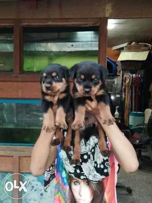 For show homes quality rottweiler puppies