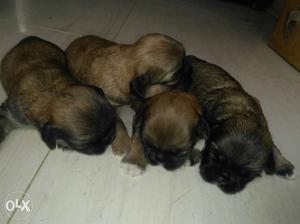 Four Black And Brown Short Coated Puppies