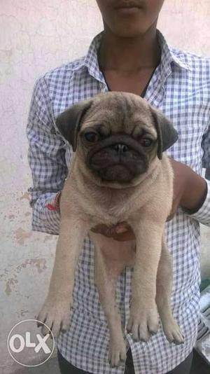 Fully Vacinated Pug Pupps of 3 mons avlable