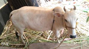 GHENI cow 30 inches white colour 3.5 year age
