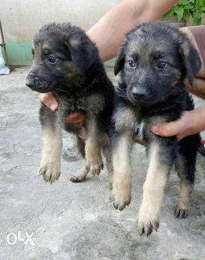 German Shepherd pure breed puppies 38 days