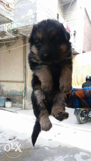 German Shepherd pure breed puppies available top
