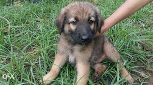 German shephard male puppy for sale..excellent