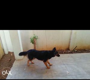 German shepherd 1year old male dog for sell