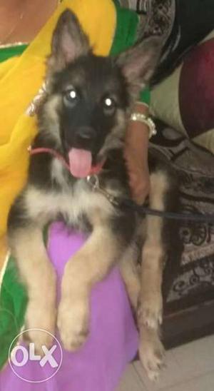 German.shepherd male bought in  with 4