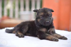 German shepherd puppys for sale
