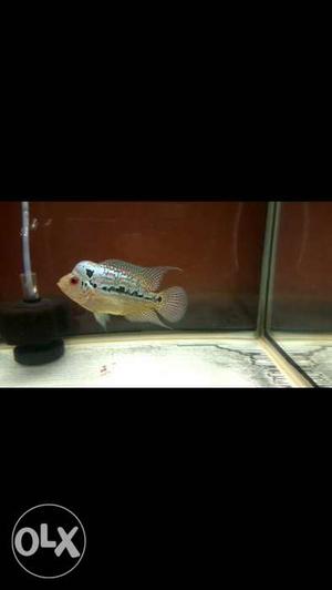 Gold base flowerhorn for sell, good quality at