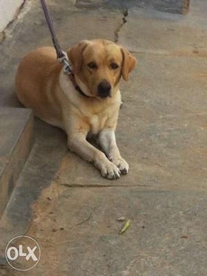 Gouthu kennels top quality proven male for sale