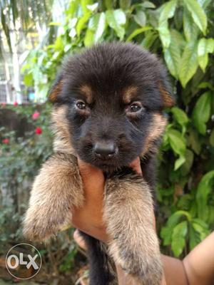 Gsd puppy double coated available in ready stock