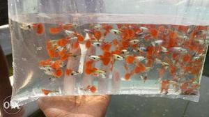 Guppies for sale, only wholesale contact me.