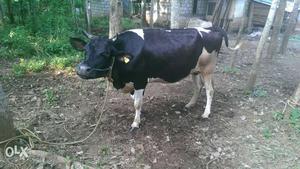 HF cow 8month pergnant
