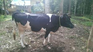 HF cow 8month pergnent
