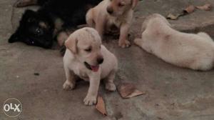 Heavy and cute looking Labrador puppies available with us.