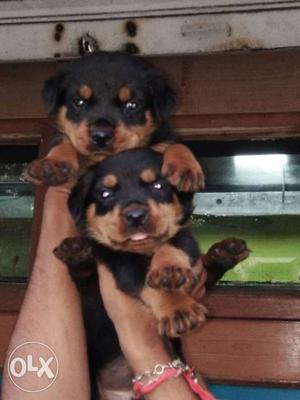 Heavy rott male and female puppies available in