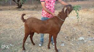 Hi 1 male rajasthani goat brown colour full