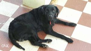 Hi labrador dog is very active and very smooth