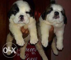 High quality Saint Bernard puppies available