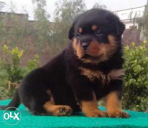 Huge head Rottweiler puppies available male...
