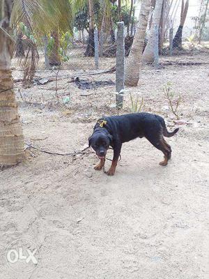 I Have Male Rottweiler For Matting
