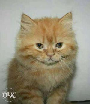 I want to buy a Persian kitten