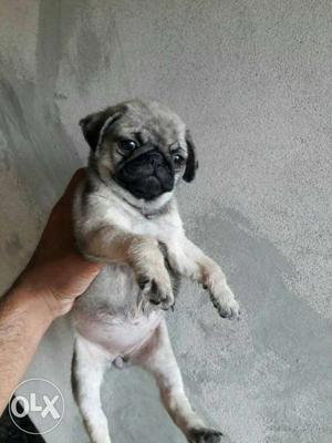 I want to sale my show quality pug puppy with