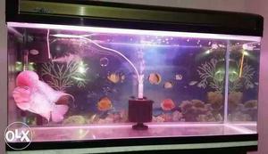 Imported aquarium with imported flowerhorn fish